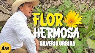 FLOR HERMOSA  Silverio Urbina Antigua [upl. by Tirreg]