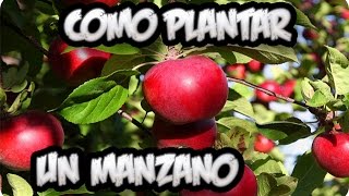 Como Plantar Un Frutal Manzano  Vergel Organico  La Huertina De Toni [upl. by Alaaj539]