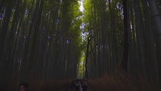 Der Bambuswald von Kyoto [upl. by Bassett]