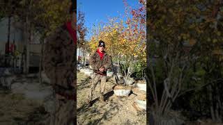 Autumn Brilliance Serviceberry [upl. by Karli]