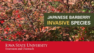 Japanese Barberry Invasive Species [upl. by Rahr]