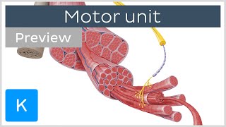 Motor unit motor neurons and skeletal muscle fibers preview  Human Histology  Kenhub [upl. by Affrica]