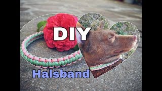 DIY Halsband aus Paracord  Zugstopphalsband  Halsband selbst machen [upl. by Nailluj]