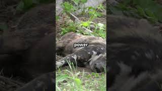 Honey Badgers vs Cobras The Venom Show facts wildanimalfacts animalfacts wildlife facts [upl. by Hurlbut753]