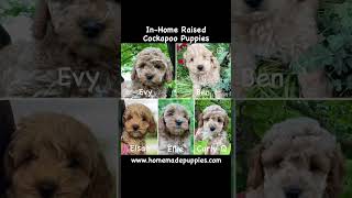 F1b Cockapoo Puppies httpswwwhomemadepuppiescombreedscockapoo  puppies puppy [upl. by Vergos]