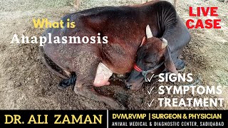 Anaplasmosis in Cattles  Its Cause Signs Symptoms and Treatment  Live Case study [upl. by Gnouh]