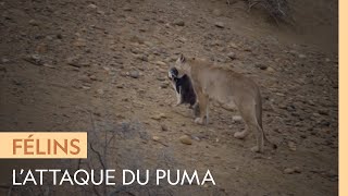 Un puma attaque un groupe de manchots [upl. by Brazee322]