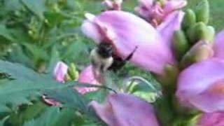 Bumblebee visiting Turtlehead Flowers [upl. by Odnolor712]