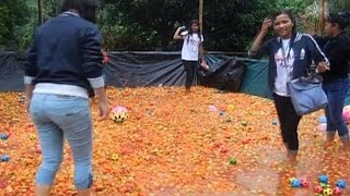 Indias first La Tomatina festival [upl. by Aiciled958]