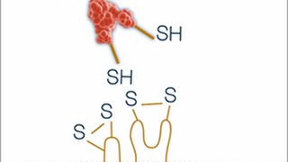 Disulfide bond formation in the periplasm of E coli [upl. by Mckay]