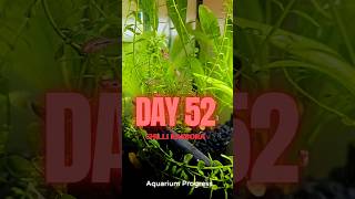 Day 52 Chilli Rasbora Update 🌿 Peaceful Moments in the New Tank Setup [upl. by Eidak]