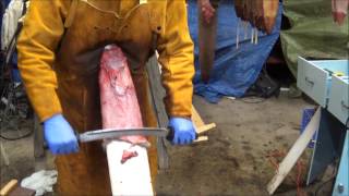 Professional Fur Handling Muskrat Skinning Fleshing Boarding [upl. by Lamb]