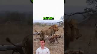 quotRogue Lion Outsmarts Hyena in a Game of Survival and Strategyquot shorts animals wildlife [upl. by Asertal]