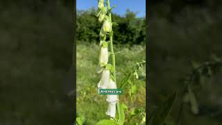 Digitalis purpurea f albiflora zones 4 to 8 [upl. by Odnalro]