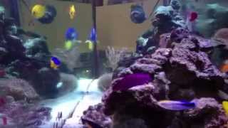 Reef tank nov 2012 [upl. by Galasyn312]