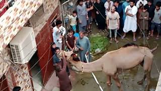 Zabardast Qasai  Nehar  Camel Qurbani 2023  Bagbanpura Street 04  Rush Per Gaya [upl. by Harrison628]