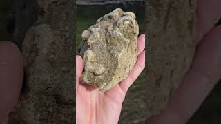 Huge Bryozoan Fossil Found At Flow thefinders teamrockit rockhounding [upl. by Kirsteni]