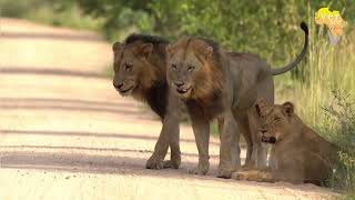 Big male lions on the patrol in the Kruger National Park [upl. by Olegnad666]