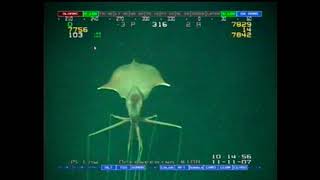 Magnapinna Squid ORIGINAL FOOTAGE at Drilling Site [upl. by Maillw252]