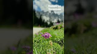 La tua vacanza in estate in Trentino Dolomiti  offerte Hotel Spa Benessere nella Natura [upl. by Ardelle]