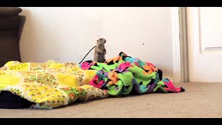 Baby prairie dog explore house [upl. by Ghiselin]