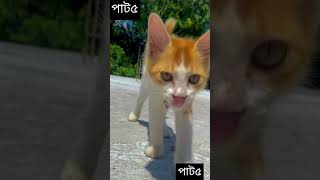 পাট ৫লাগছে বিলাইটি আরো দেবো ভিডিও তো ভিডিওতে লাইক সাবস্ক্রাইব করবেন [upl. by Assenab239]