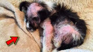 Un chiot chauve malade sest attaché à un petit garçon espérant trouver de laide [upl. by Silisav223]