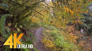 Autumn Forest Walk in 4K  25 HRS Nature Video with Nature Sounds and Birds Singing [upl. by Deron]