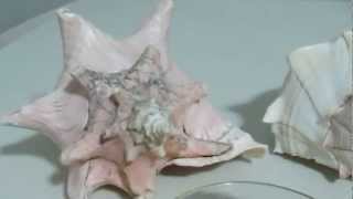 Treasure Huntress  20120225  Conch Seashell Cleaning [upl. by Mcgannon]