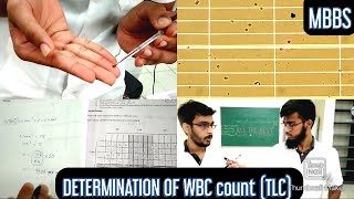 Determination of WBC count TLC Total leucocyte count  MUHS  mbbs practical hematology [upl. by Eednas]