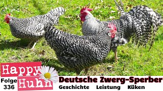 Seltene Hühnerrasse Deutsche ZwergSperber im Portrait von Küken Eier bis Zucht  HAPPY HUHN E336 [upl. by Asital]