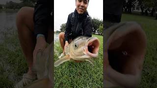 The Best BAIT 🍞TO CATCH MASSIVE Fish… HUGE [upl. by Derej]