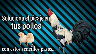 Soluciona el PICAJE en tus Pollos con estos sencillos pasos  Gallos Finos🐓 [upl. by Tlevesor]