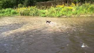 Pudelpointer Maximilian at the creek [upl. by Rehposirhc]