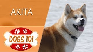 Dogs 101  AKITA  Top Dog Facts About the AKITA [upl. by Docilu]