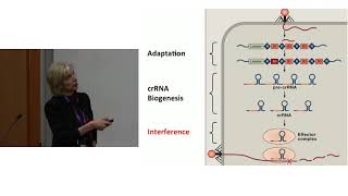 Jennifer Doudna CRISPR Basics [upl. by Llewol536]