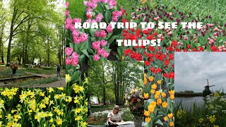 day trip to see the tulips in the Netherlands [upl. by Lali]