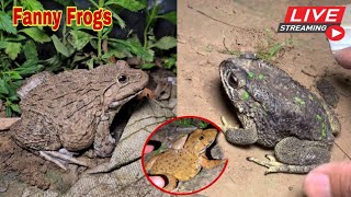 🐸Boing boing catching froggy funny  wep wep catch frogs make you laugh fannyvideo frog shorts 12 [upl. by Gotcher]