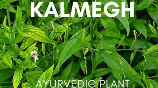 Kalmegh कालमेघ Andrograpis paniculatus medicinal uses [upl. by Leler469]