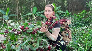 Harvest red artichoke flowers Go to the market to sell  build a gate  Live with nature Trieu lily [upl. by Januarius]