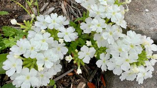 Natives in the garden Texas zone 9 Spring native plant sale haul [upl. by Atims]