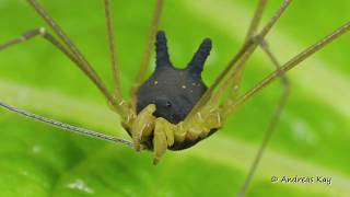 Bunny Harvestman in action Metagryne bicolumnata Cosmetidae Opiliones [upl. by Paulo603]