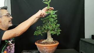 🔴COMO podar UN BONSAI 👉siempre VERDE  MUY FACIL DE HACER [upl. by Helmut]