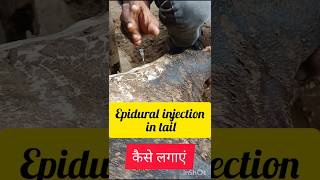 Epidural injection in tail for cow Buffaloshortsvideoviralvideorahimkateliya2617VetSurgery [upl. by Navap]