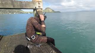 Kingfish and Kahawai from the Whangarei Wharf in this Hyper Realistic Session [upl. by Aehsa]