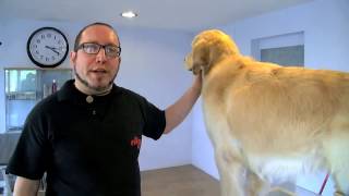 FRIZERIE CANINA GROOMING GOLDEN RETRIEVER [upl. by Tiphane]