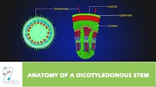 ANATOMY OF A DICOTYLEDONOUS STEM [upl. by Barger366]