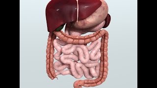 Anatomy and Physiology of Digestive System [upl. by Mello]