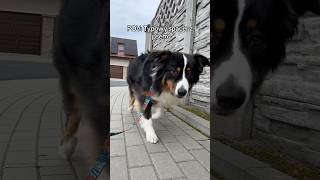 POV Typowy spacer z psem 🐶 pieskomediaśmieszne [upl. by Titus]