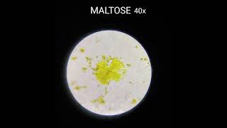 Osazone test  microscopic view of fructosemaltose amp lactose biochemistry [upl. by Sandi]